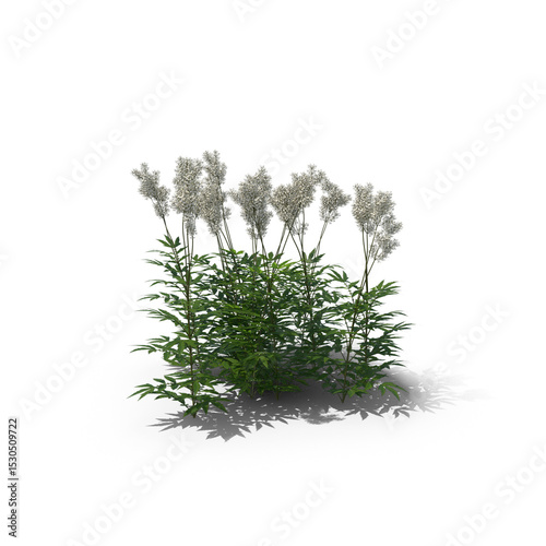 Meadowsweet flowering plant isolated on transparent background