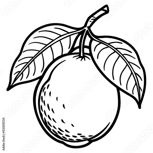 vector illustration of a guava