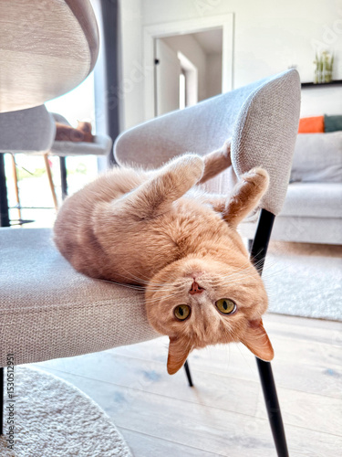 A ginger cat relaxes upside down on the back of a gray chair in a bright living room. The space features minimalist decor, enhancing the relaxed atmosphere