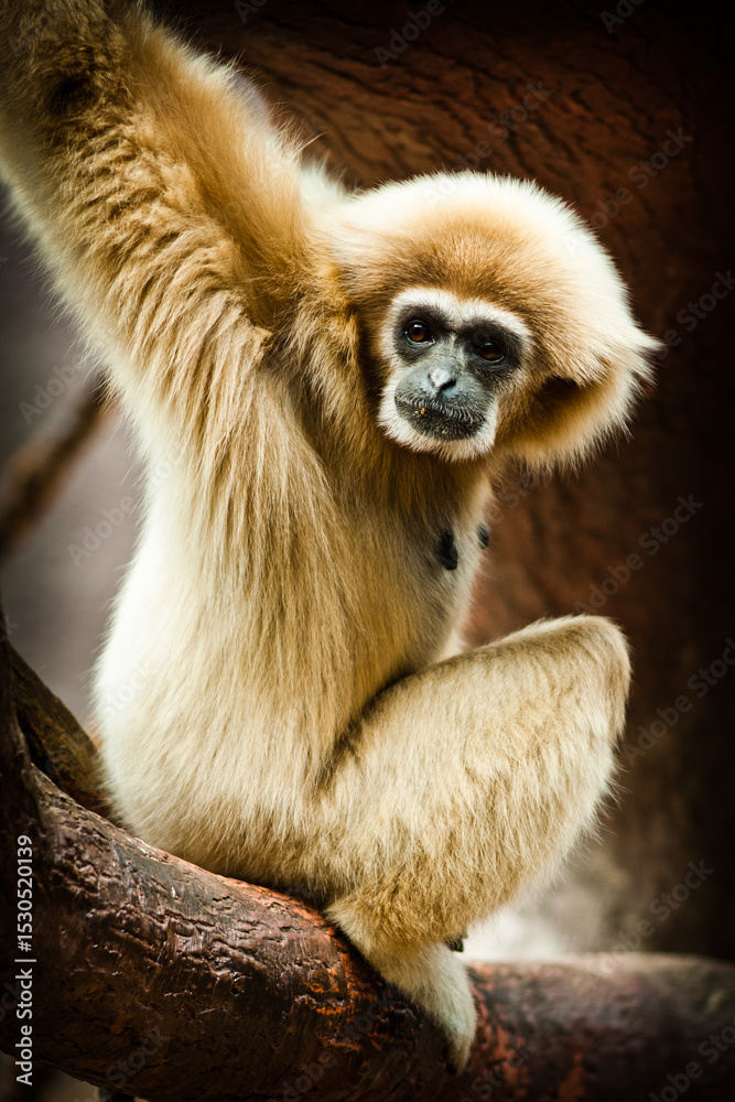 Naklejka premium Photographs of primates, orangutans, monkeys, gorillas and apes