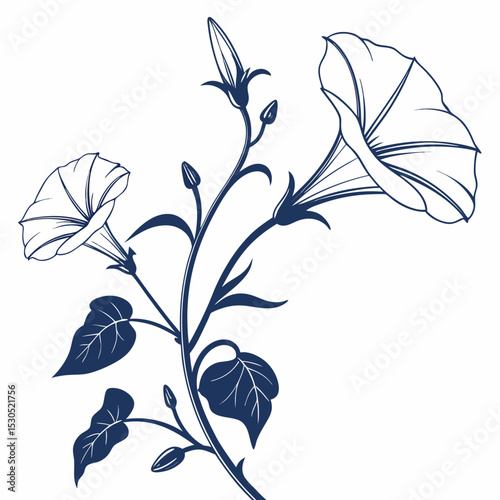 black and white morning glory