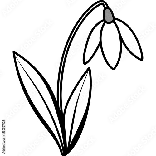 Delicate snowdrop flower illustration on a clean white background showcasing botanical beauty and springtime freshness in a minimalist design