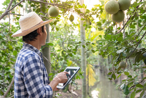 Organic farming, fruit farm. Farmers recheck quality record on application on tablet. Pomelo grow naturally, Ecological Biological, Healthy, Technology, non toxic, harvest, scientific , academic photo