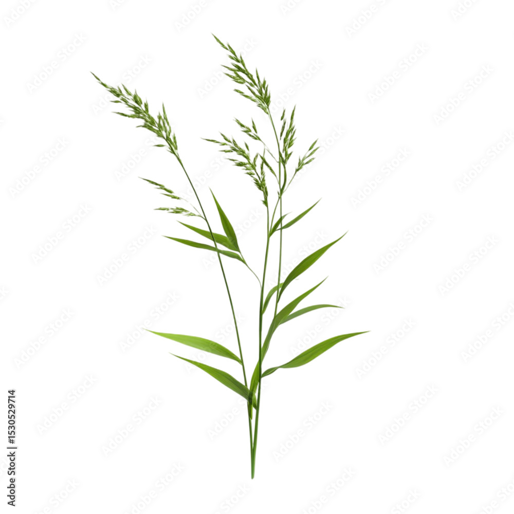 Fototapeta premium Abstract green plant art colorful lines design nature graphic