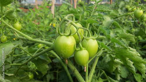 Tomatoes ripen in the garden. Bush with green tomatoes.