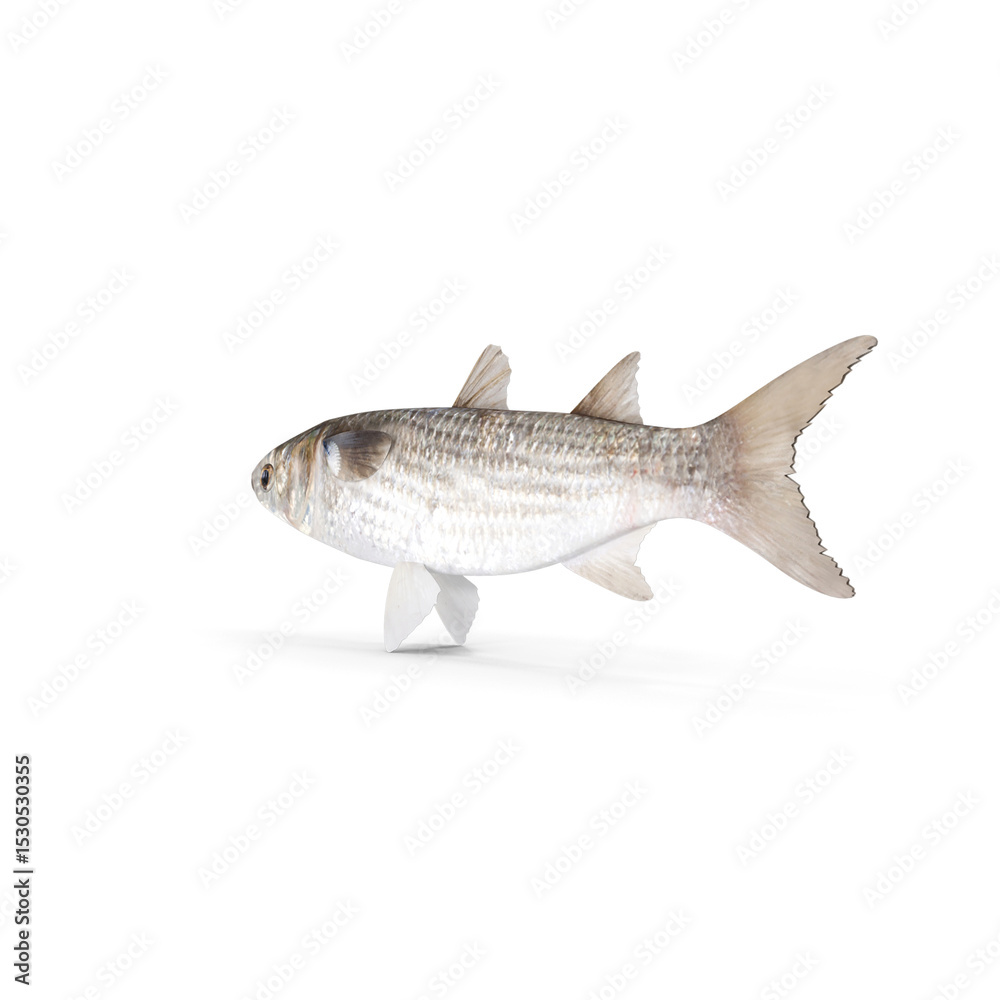 Obraz premium Fresh Grey Mullet Fish Side View isolated on transparent background
