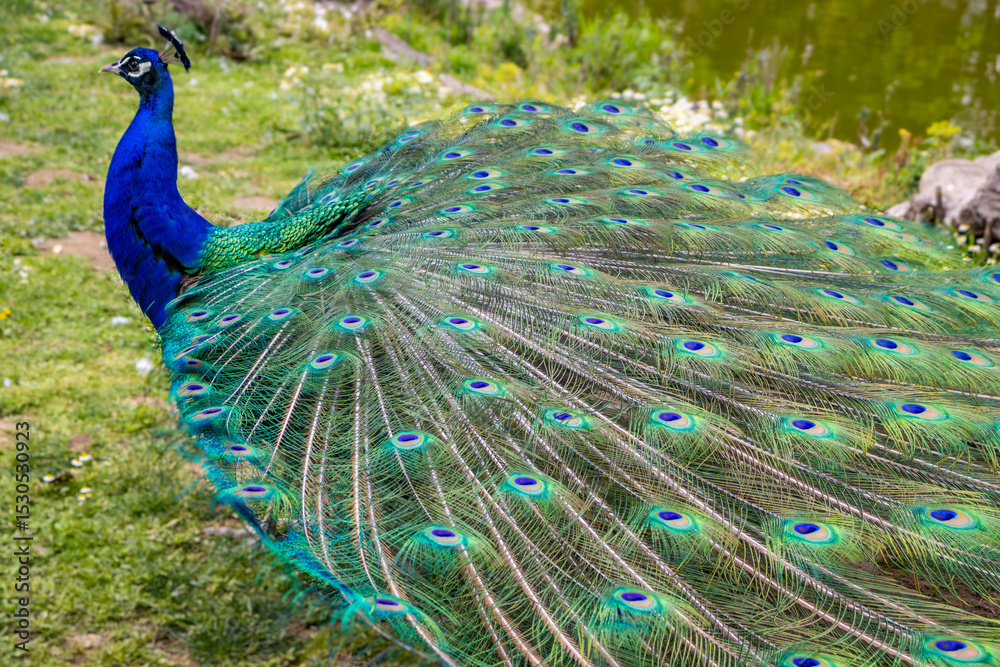 Obraz premium Peacock - peafowl with open tail, beautiful representative exemplar of male peacock in great metalic colors