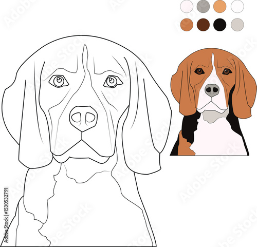 Beagle