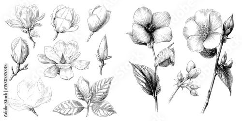The set of Sketch Floral Botany includes hand-drawn botanical illustrations of magnolia flowers and leaves, showcased in black and white with line art on white backgrounds and a vintage touch