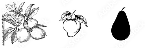A mango with a modern appearance is characterized by its silhouette against a white backdrop