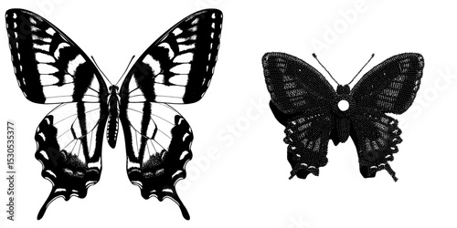 The modern illustration of a black swallowtail butterfly