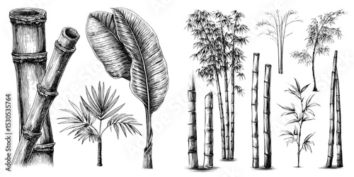 A set of modern black and white illustrations featuring bamboo and leaves, all hand drawn in a sketch style