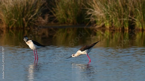 Water birds feeding in the lake. Black-winged Stilt, Himantopus himantopus.