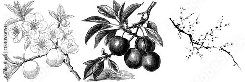 A blossoming fruit tree branch is depicted in a modern hand-drawn silhouette style, showcasing plum mei, wild apricots, and sakura in a black and white stock illustration