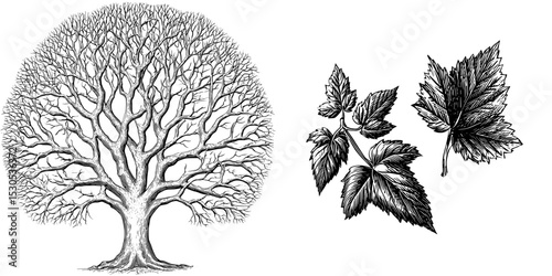 The illustration features a hand-drawn sketch of a tree, leaf, plant, and branch in black and white, rendered in a modern style, and is ideal for incorporating into designs for labels, cards,