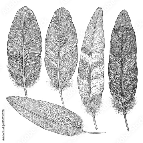 A collection of bird feathers is presented in a modern flat style, accompanied by a pen icon, a black quill feather silhouette, and a plumelet collection isolated on a white background