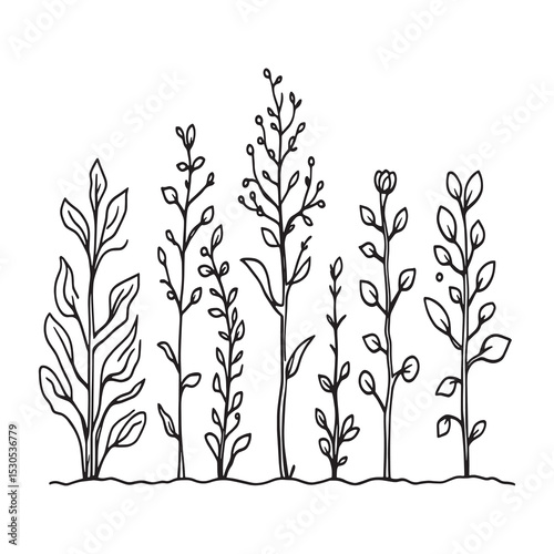 Dhaincha flowering plant minimalistic line art vector design