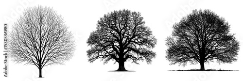 A tree in autumn or winter is depicted as a black silhouette against a white background, forming a modern hand-drawn design element in sketch style