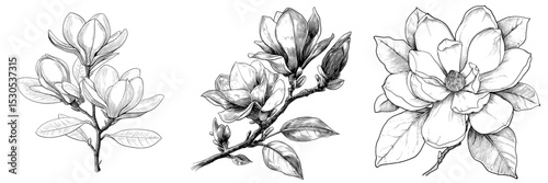 A hand-drawn magnolia flower created with ink is showcased in modern line art, set against a white background
