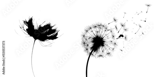The delicate shape of one dandelion stands out on a white surface