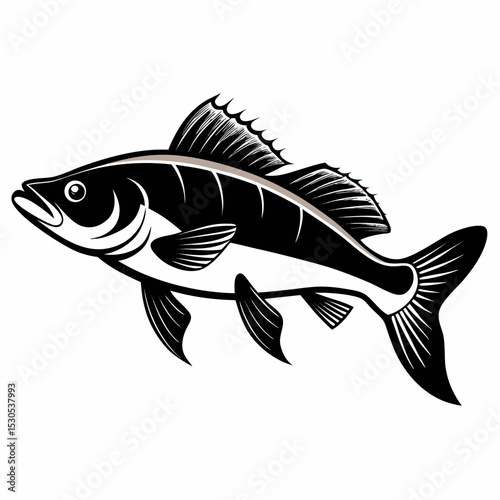 Detailed walleye fish silhouette illustration perfect for fishing enthusiasts wildlife designs or educational materials presented on a clean white background