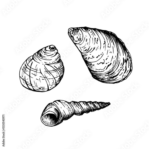 A set of seashells. A rounded snail shell, a larger curved conch and a slender tapered spiral shell. Sketch in line art style painted by black inks. Hand drawn vector illustration isolated on white.