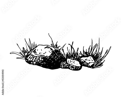 A natural cluster of rocks surrounded by tall, wild grass. Black and white outdoor scene. Graphic sketch in line art style. Hand drawn vector illustration isolated on white. For cards clip art label.