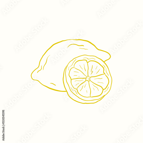 Vector illustration of a lemon and a slice of lemon. Tropical citrus fruit