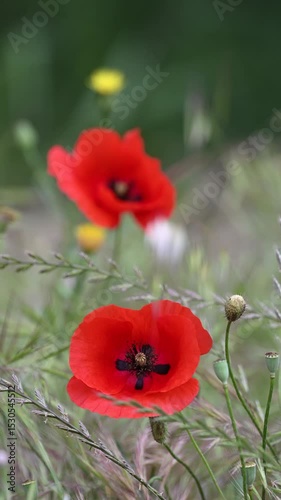 Close-up of red poppies blooming in spring.