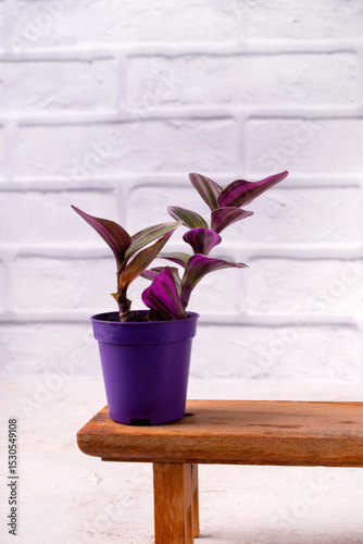 Tradescantia nanook in a purple pot on a wooden bench against a white brick wall. Copy space. Growing indoor plants