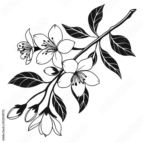 Black and white cherry blossom branch exhibits intricate beauty with detailed leaves and buds