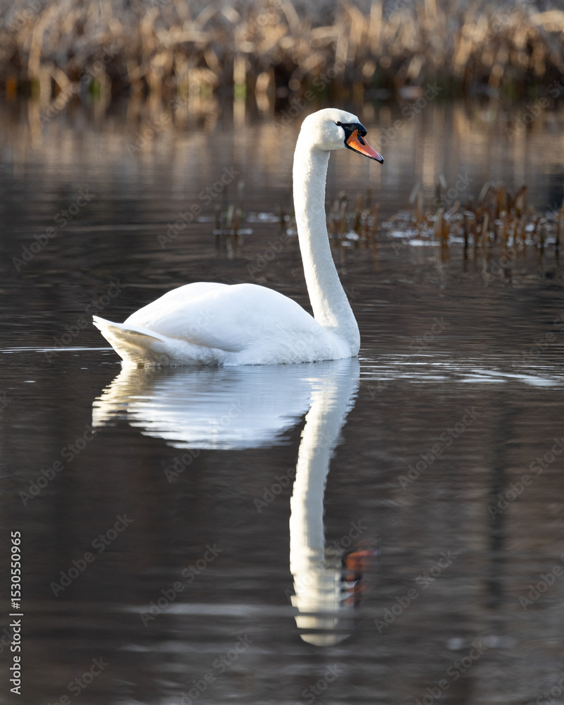 Fototapeta premium Single mute swan swimming with reflection