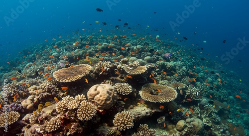 Wallpaper Mural Vibrant Coral Reef Ecosystem Underwater Wonders and Marine Life Torontodigital.ca