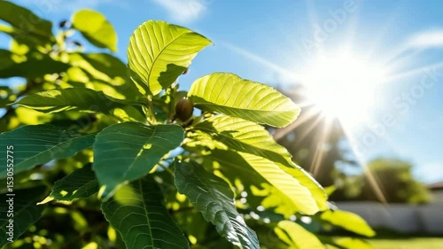 Bright sunlight shining through vibrant green leaves in a sunny garden