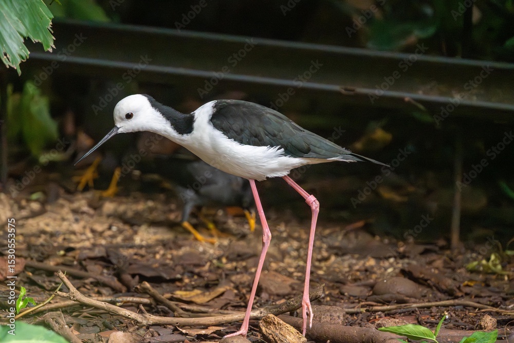 Fototapeta premium Pied Stilt Bird Standing in Natural Wetland Habitat