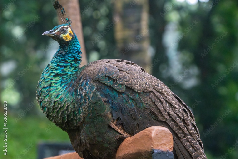 Obraz premium Vibrant Peacock Perched on Tree Branch Seen from the Edge with Natural Forest Backdrop