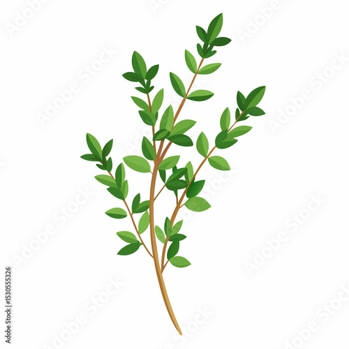Thyme sprig illustration on a white background showcasing fresh herbs for culinary or botanical designs in a clean and simple