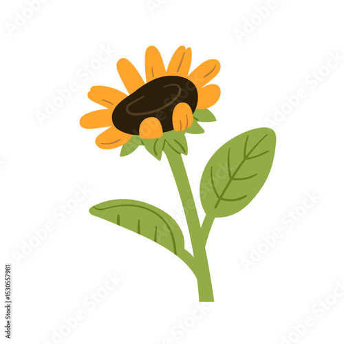 Sunflower, yellow petals, green leaves, stem. Sun flower, summer farm crop, agriculture field food plant with seed head, leaf, stalk. Flat vector illustration isolated on white background