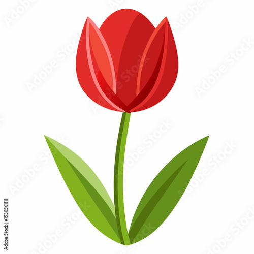 Elegant Tulip Flower Illustration on a Clean White Background Perfect for Spring and Floral Designs Featuring Vibrant Colors and a