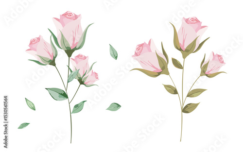Rose. Pink rose illustration material