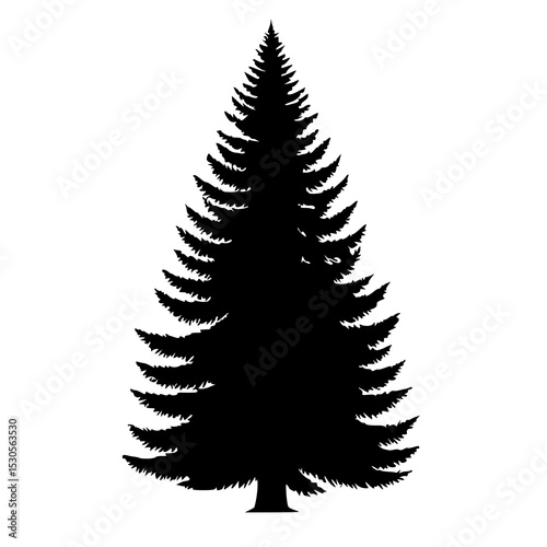 A crisp silhouette of a classic conical evergreen tree, resembling a pine or fir, with a dense and symmetrical form.