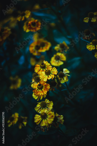 yellow flowers 