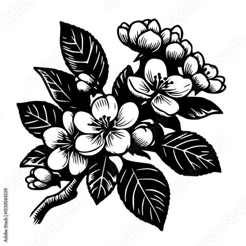 A detailed monochrome illustration of a branch with numerous small blossoms and buds, along with characteristic leaves.