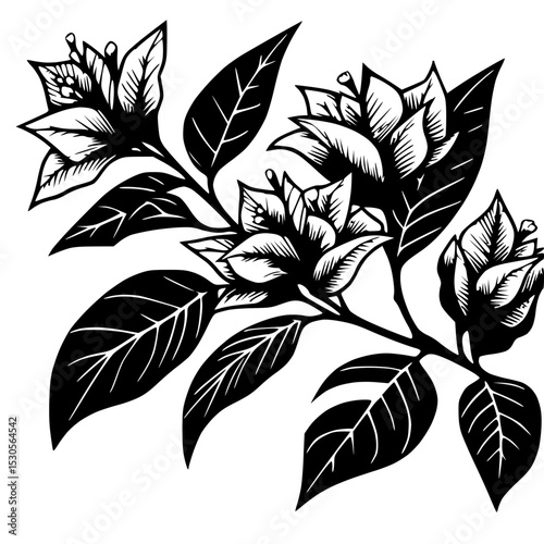 Stylized Depiction of a Floral Sprig featuring Distinct Leaves and Developing Buds