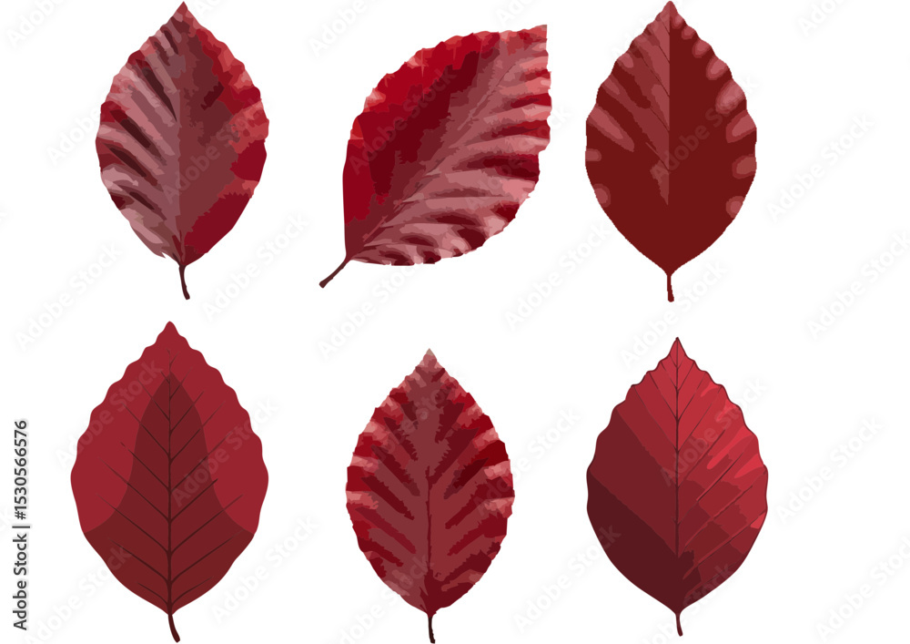 Obraz premium Single dark red beech leaf with clean cut edges and smooth gradient on a transparent background in flat modern illustration