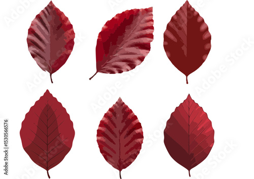 Single dark red beech leaf with clean cut edges and smooth gradient on a transparent background in flat modern illustration