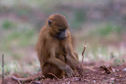 Fotografía Intelligence in action: baboon using a tool