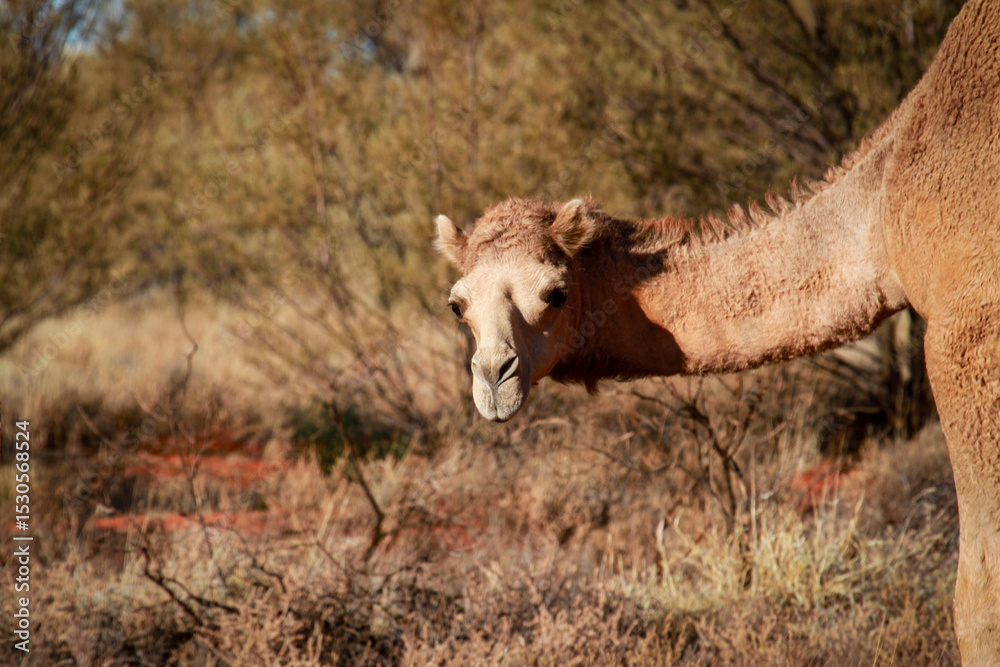 Fototapeta premium Camel, Wanarn, Western Australia, Australia 