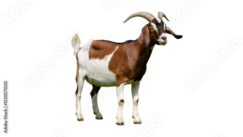 goat on a white background