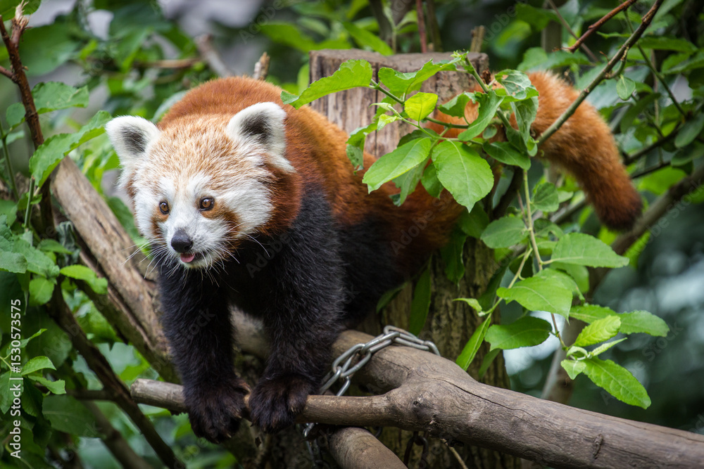 Naklejka premium Photography of fierce wild animals in the forest